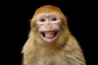 
		A monkey smiles
	